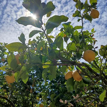 Daisy * 斯基亚索斯镇