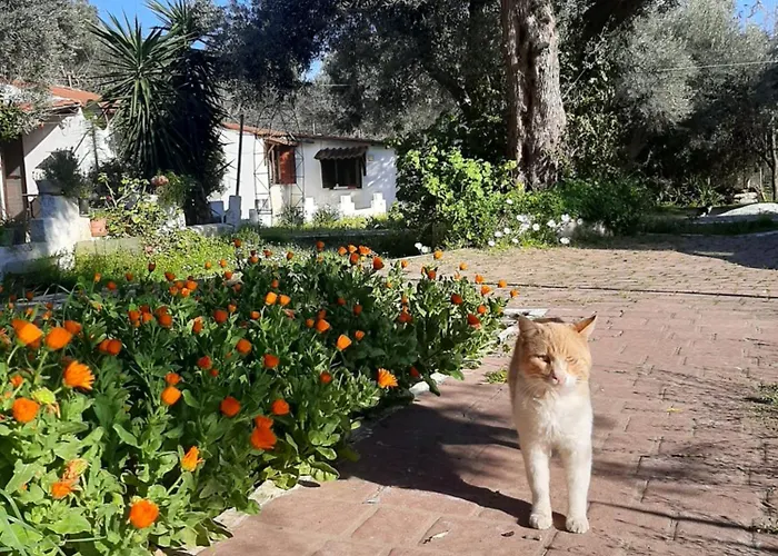 Apartment Daisy Skiathos-Stadt
