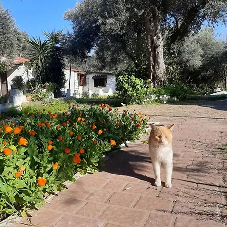 Apartment Daisy Skiathos Town