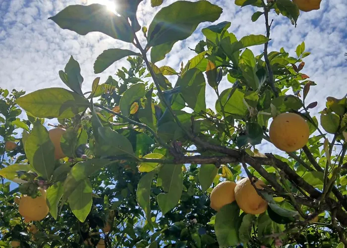 Daisy * העיירה סקיאתוס